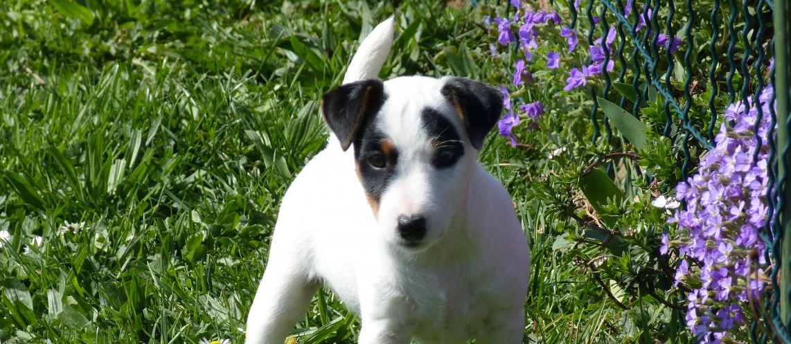 Parson Russell Terrier Club Deutschland e. V.